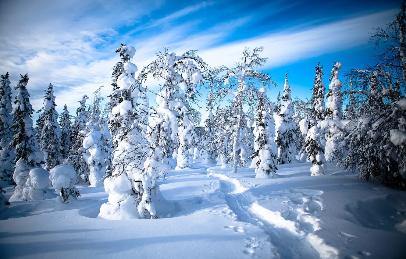 Фото обои зима, лес, снег, деревья, следы, тропинка, Финляндия, Finland