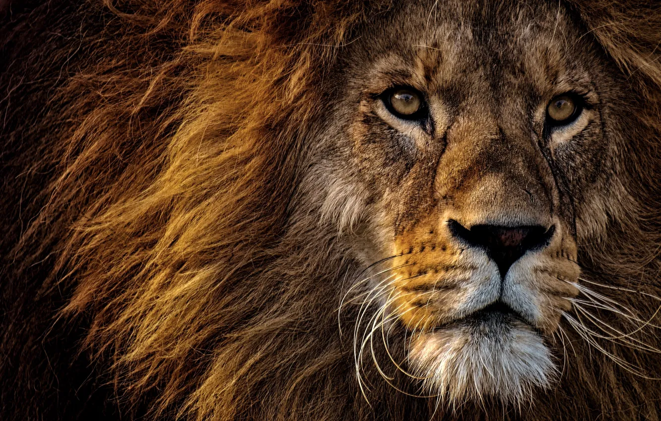 Фото обои взгляд, морда, крупный план, портрет, лев, грива, царь зверей, дикая кошка