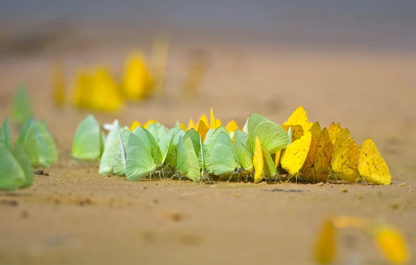 Фото обои бабочка, насекомое, Бразилия, Мату-Гросу