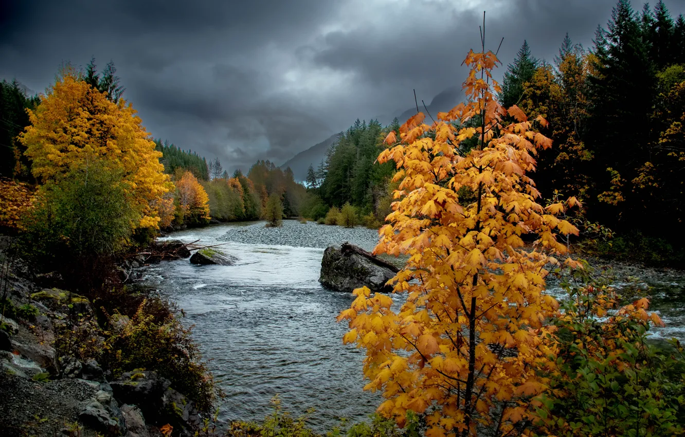 Фото обои осень, деревья, река, берег