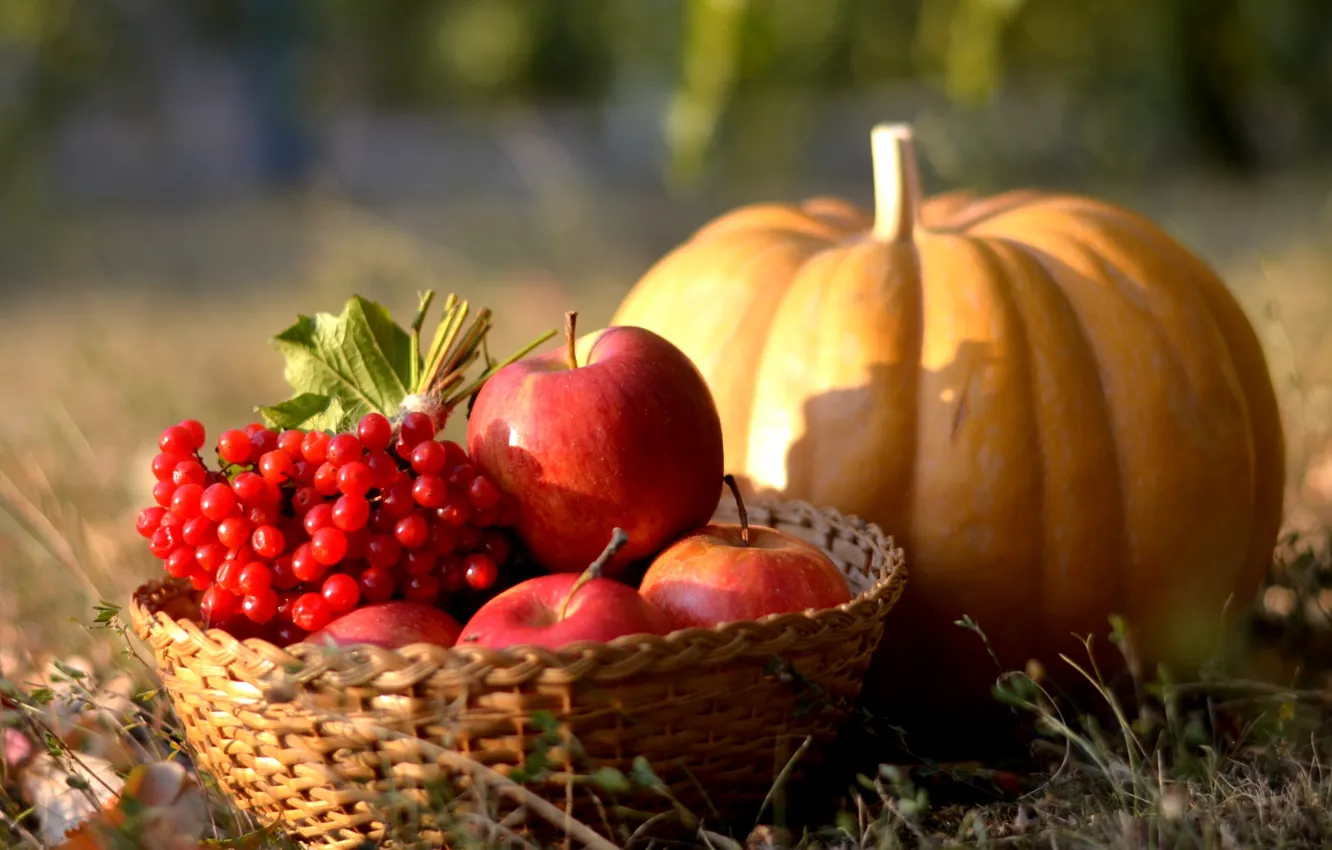 Фото обои осень, яблоки, тыква, калина
