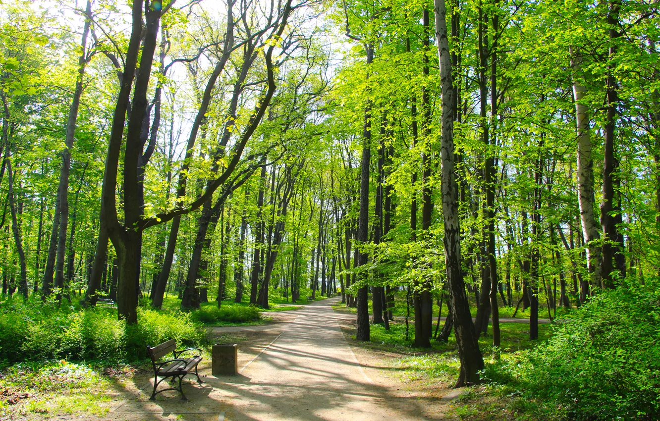 Фото обои green, trees, park, spring, alley