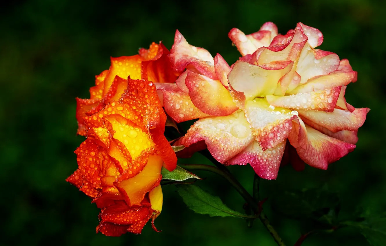 Фото обои капли, цветы, Розы