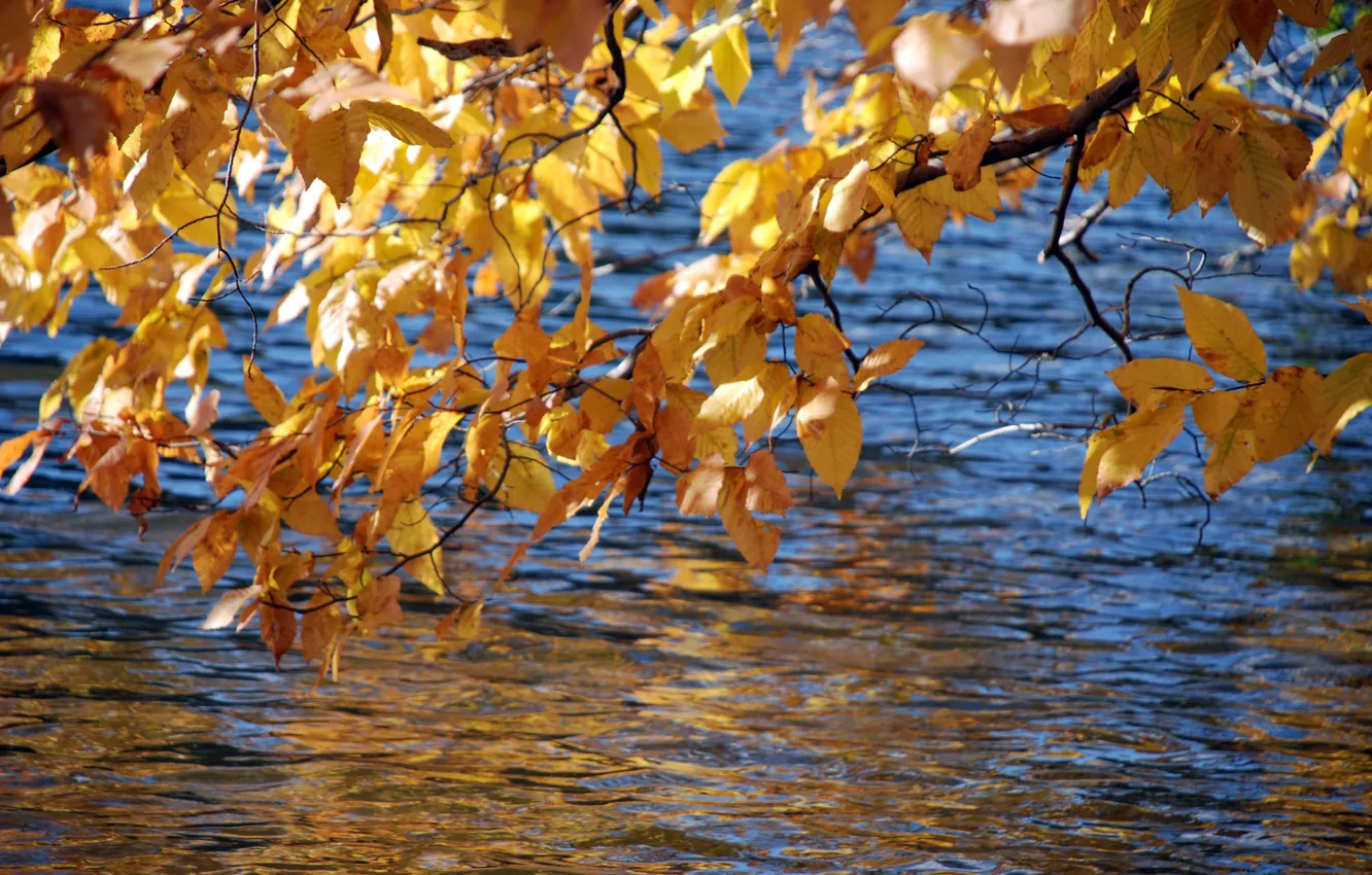 Фото обои листья, ветки, рябь на воде, краски осени