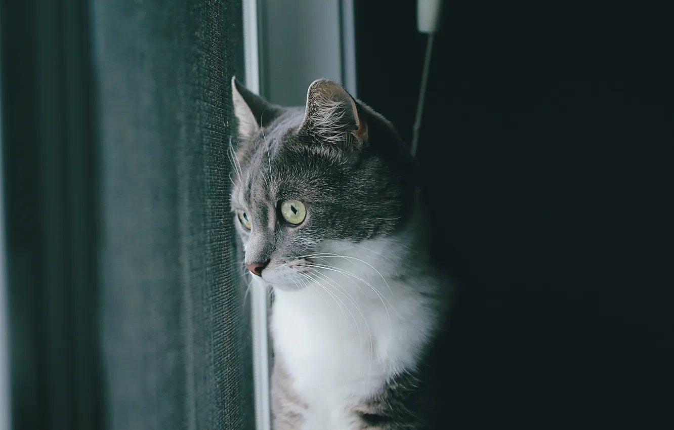 Фото обои кот, серый, шерсть