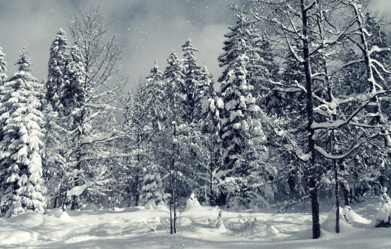 Фото обои зима, лес, снег, деревья, обои, ель