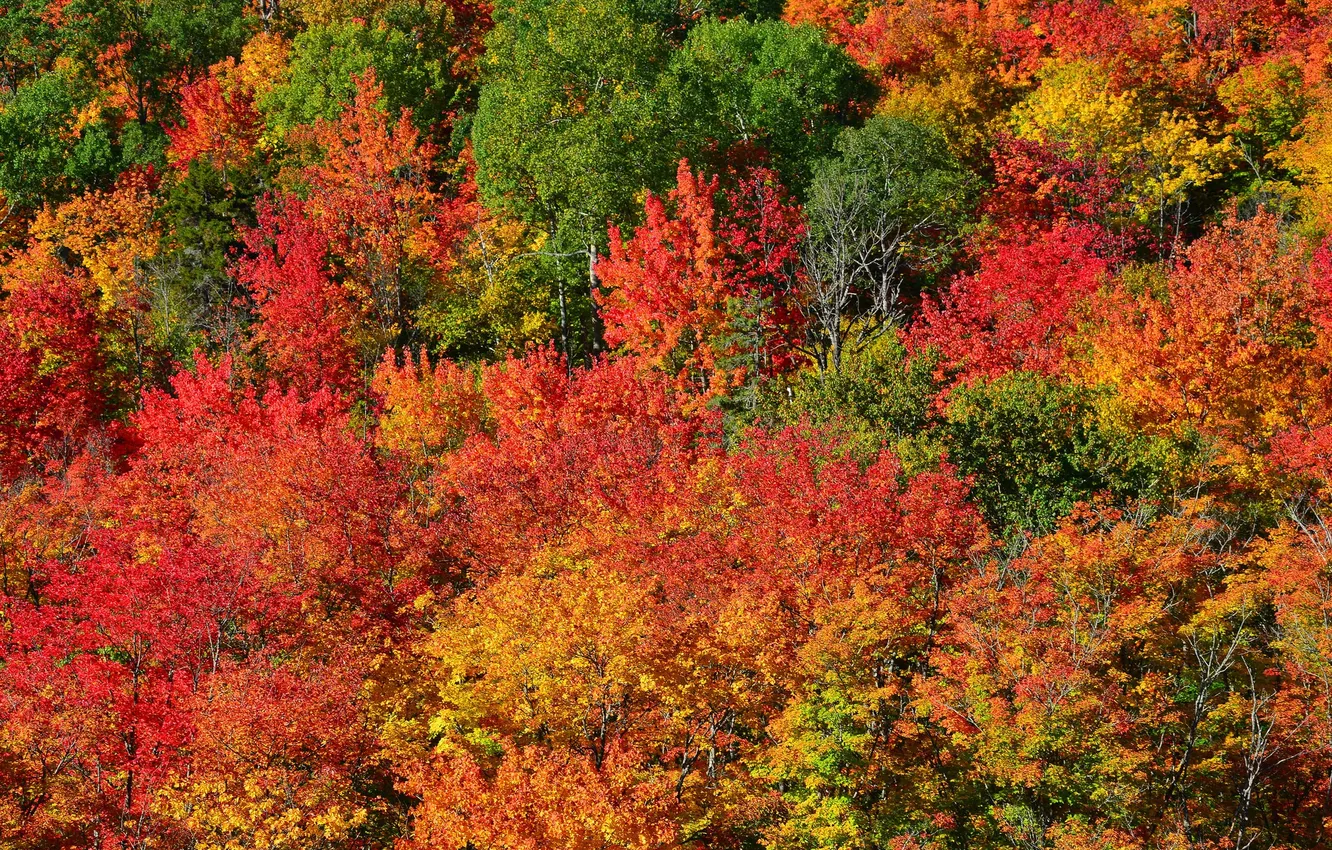 Фото обои осень, лес, листья, деревья, склон