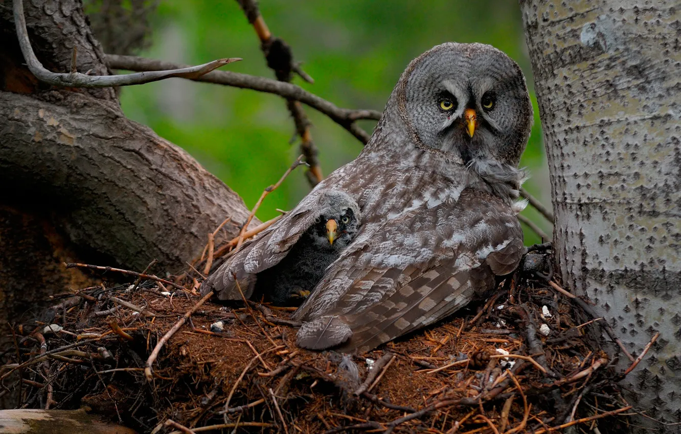 Фото обои птицы, сова, птенец, Great Gray Owl