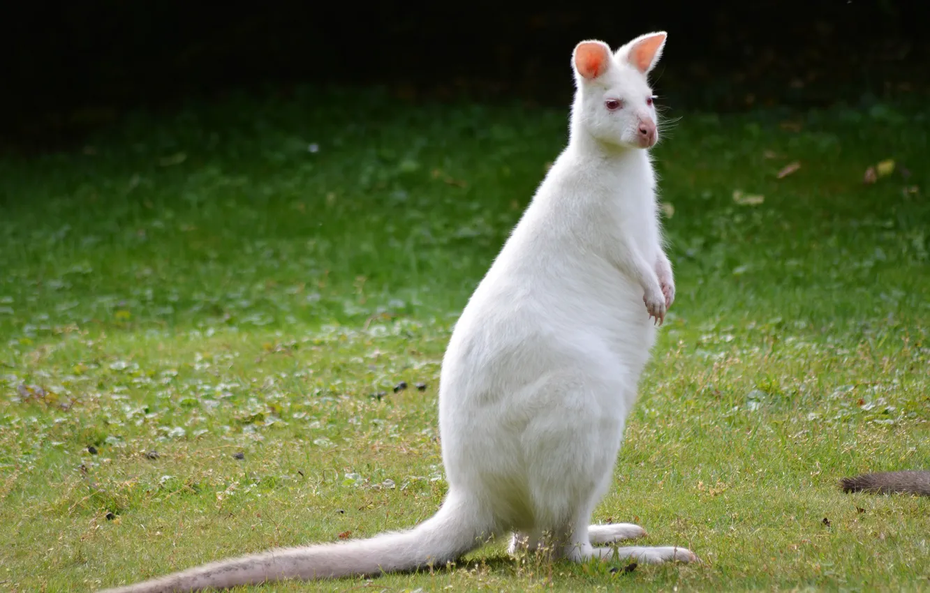 Фото обои трава, мордочка, кенгуру