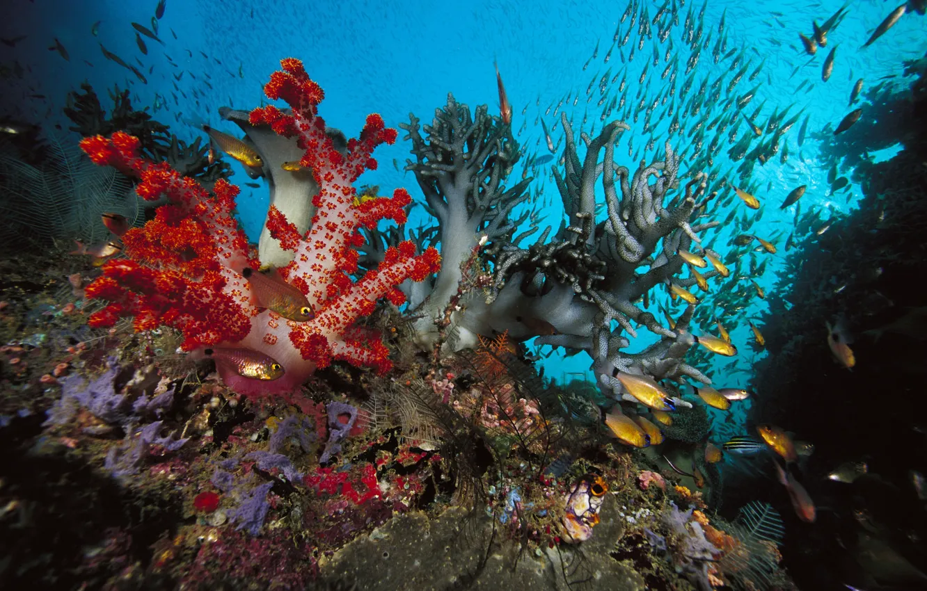 Фото обои рыбки, водоросли, коралы