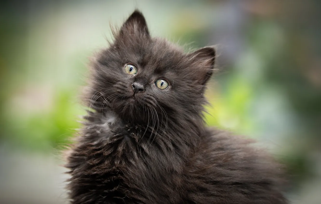 Фото обои фон, чёрный, пушистый, котёнок