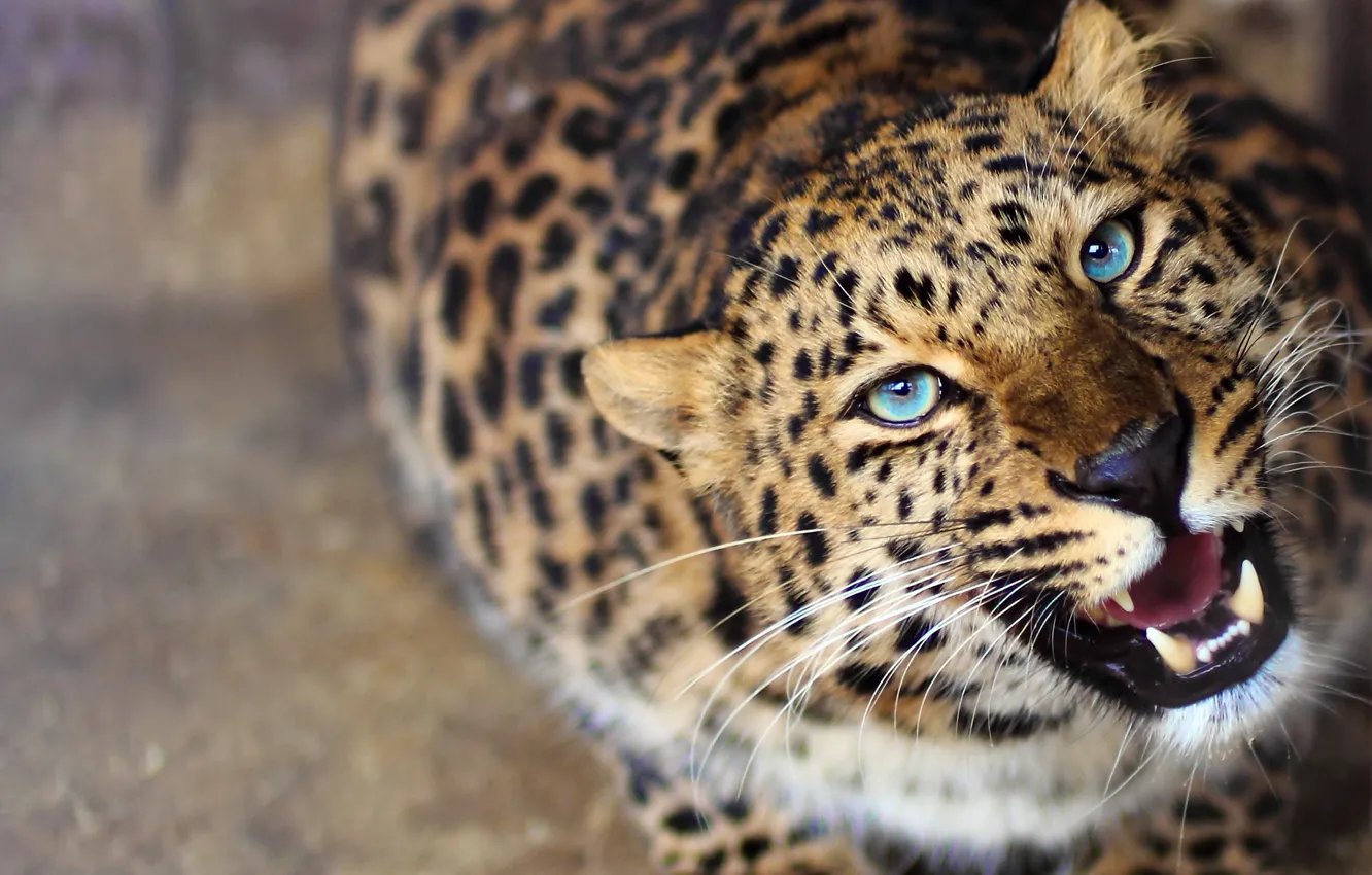 Фото обои морда, хищник, леопард, оскал, leopard, любопытство