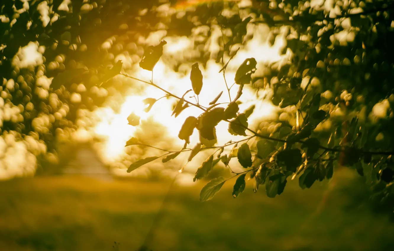 Фото обои лето, свет, деревья