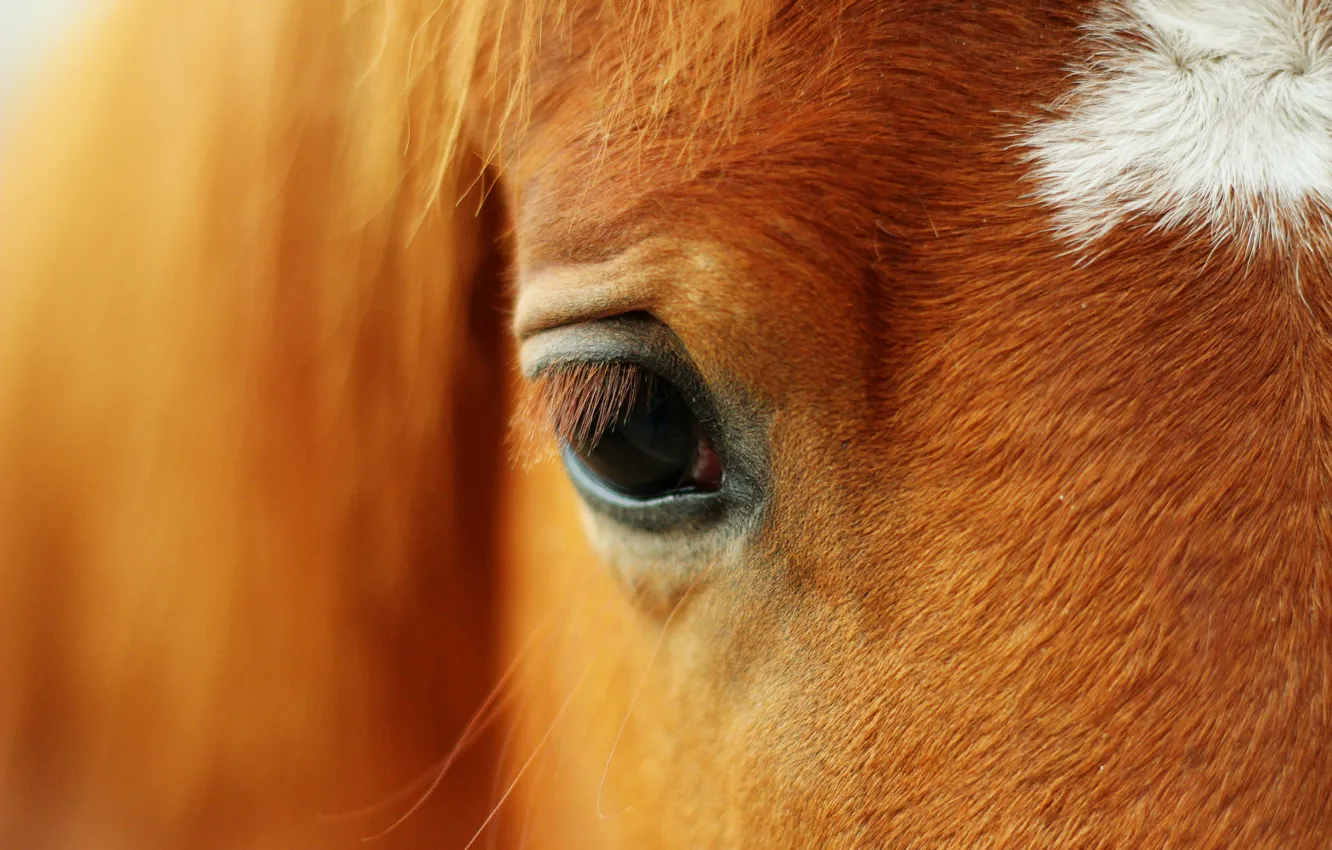Фото обои Лошадь, Глаз, Рыжий