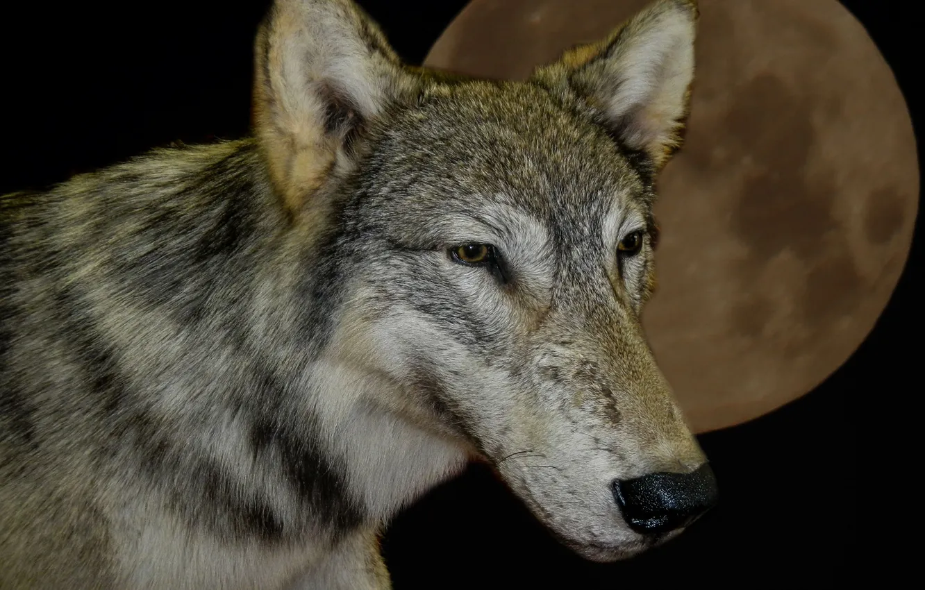 Фото обои nature, face, animal, wolf, wildlife, head, fur, mammal