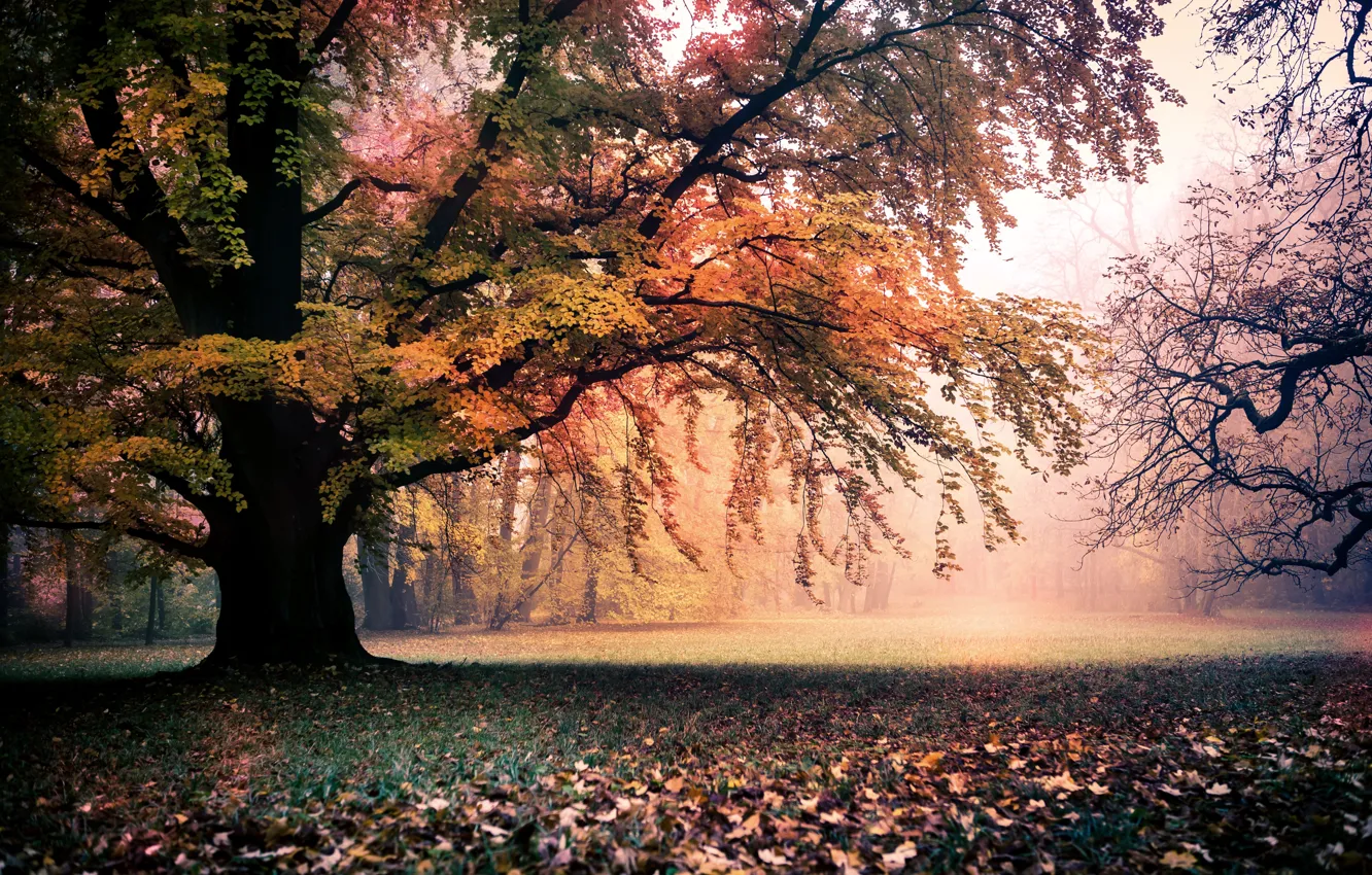 Фото обои осень, деревья, пейзаж, природа, листва, золотая