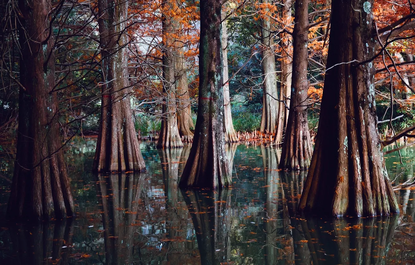 Фото обои природа, озеро, река, заводь, мангровые деревья