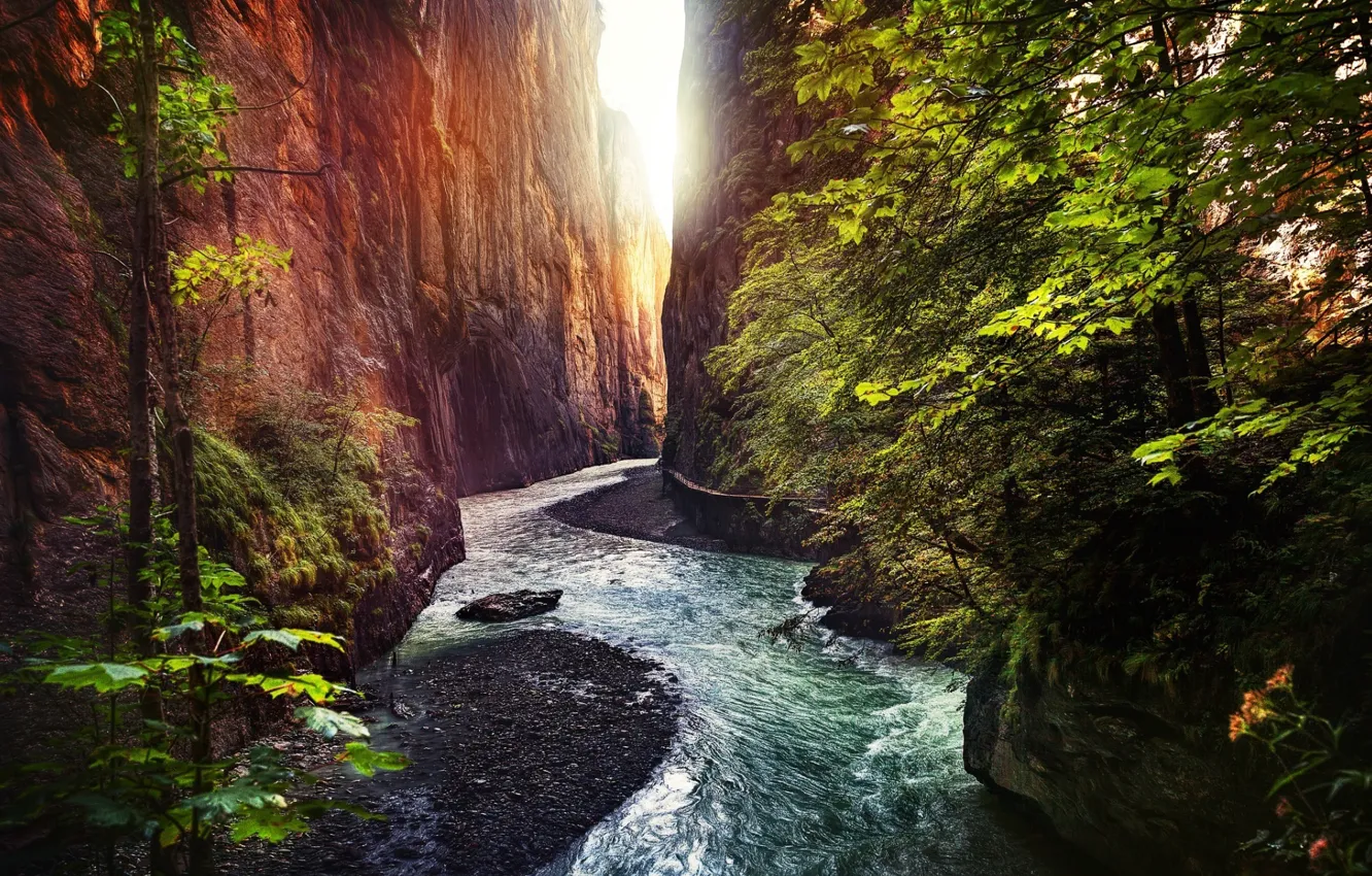 Фото обои rock, forest, trees, landscape, nature, water, River, gorge