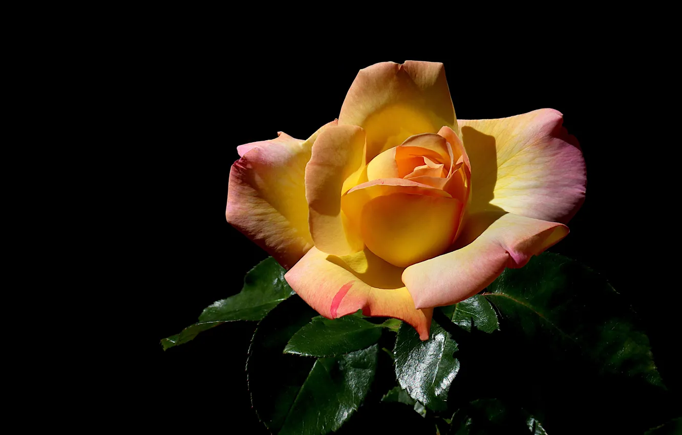 Фото обои цветок, листья, свет, роза, оранжевая, черный фон, одна, желтая