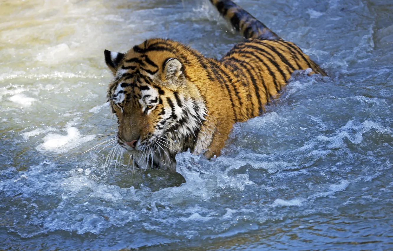 Фото обои кошка, вода, тигр, мокрый, игра, купание, амурский