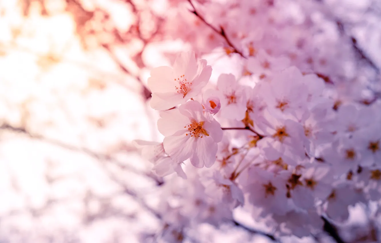 Фото обои свет, цветы, ветки, вишня, дерево, куст, весна, сакура