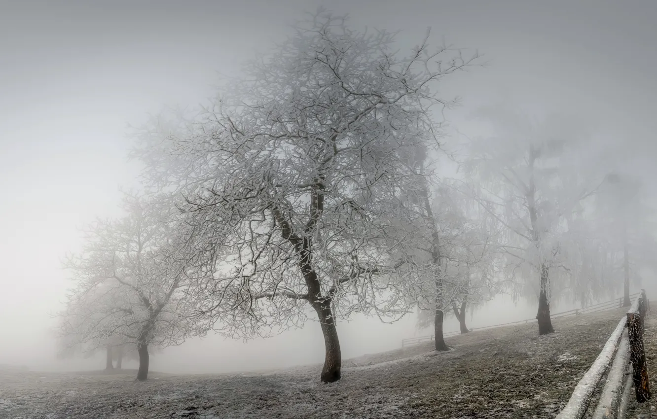 Фото обои зима, иней, туман