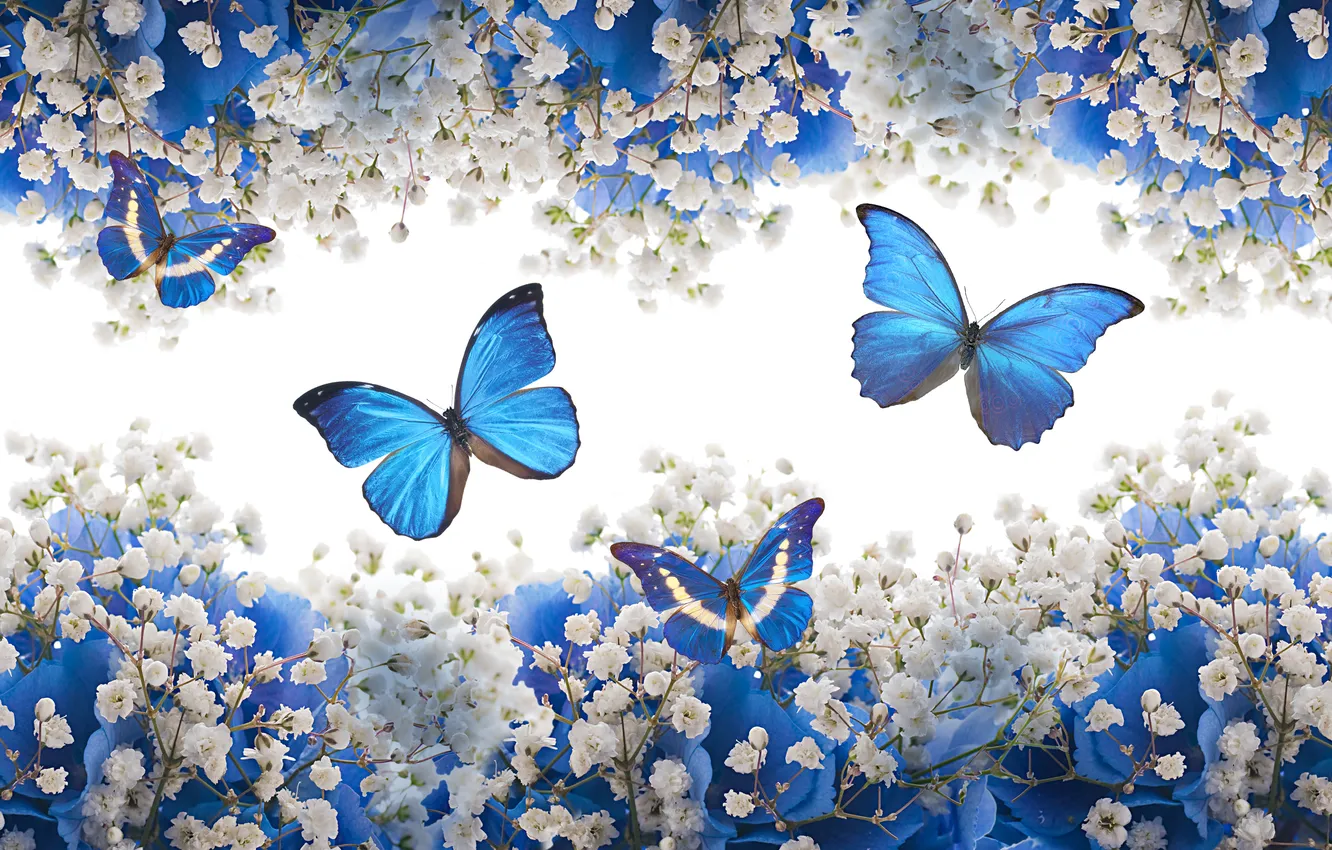 Фото обои бабочки, цветы, white, blue, blossom, flowers, butterflies