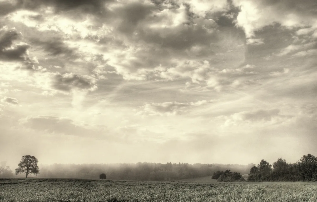 Фото обои облака, туман, дерево