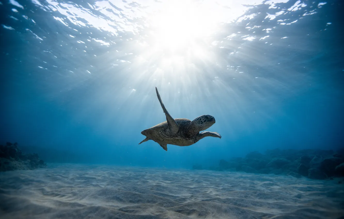 Фото обои песок, вода, солнце, свет, черепаха, под водой, плывет, панцирь