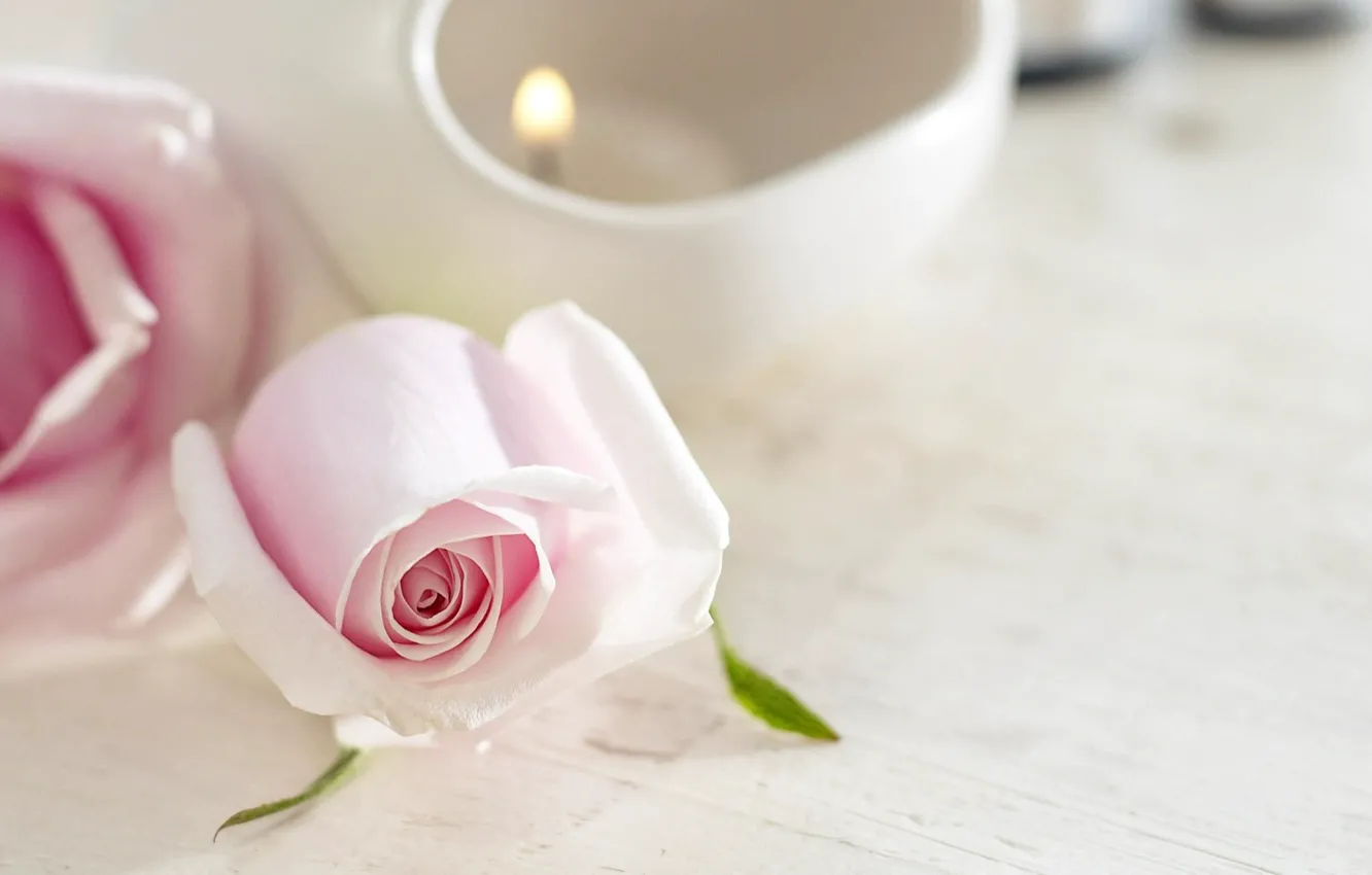 Фото обои цветок, нежность, роза, свеча