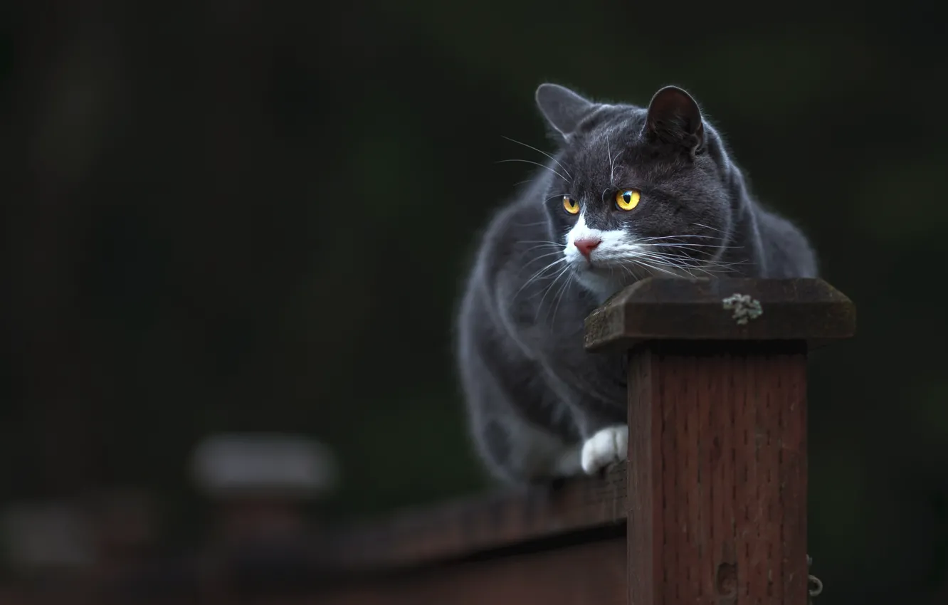 Фото обои кошка, кот, взгляд, морда, поза, темный фон, серый, забор