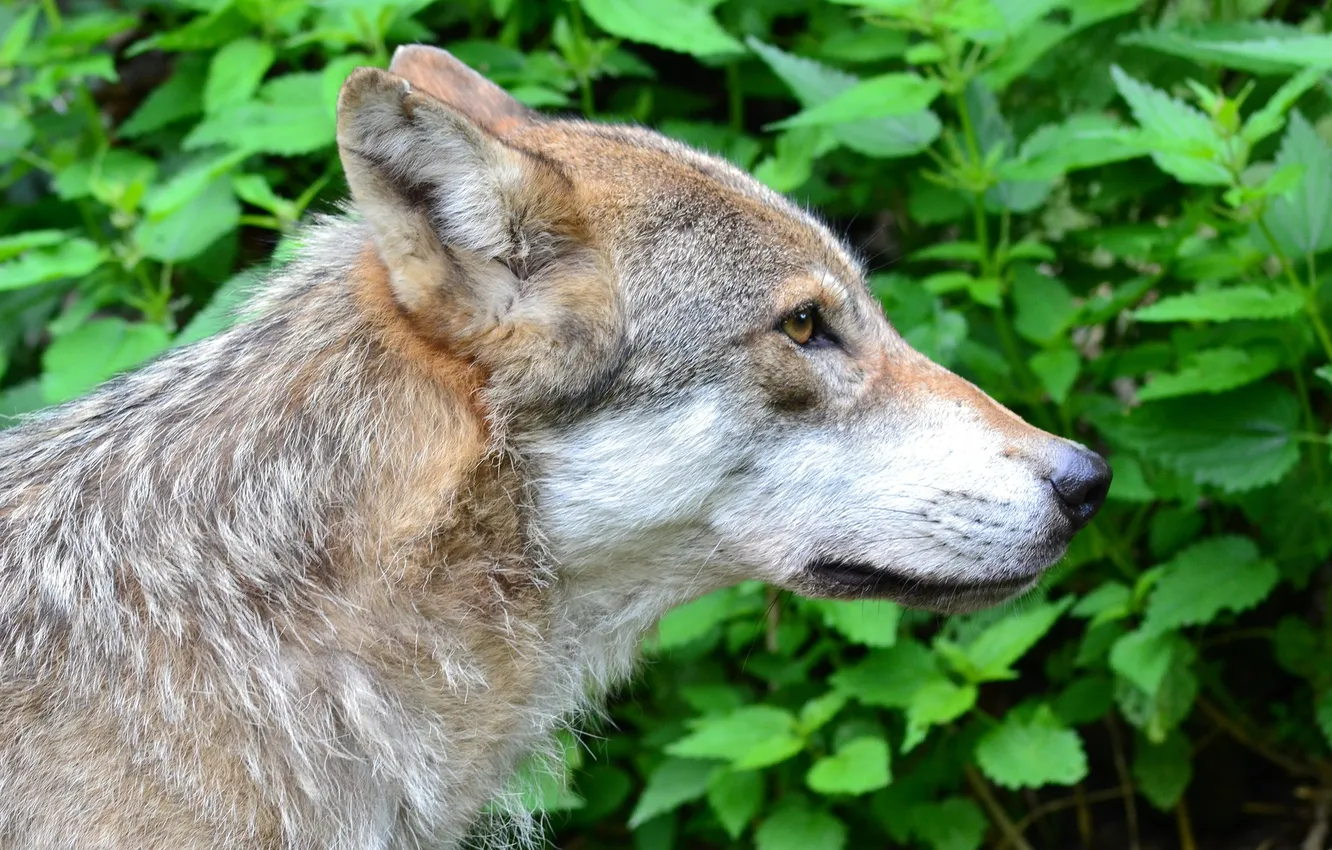 Фото обои nature, snow, predator, face, animal, wolf, wildlife, portrait