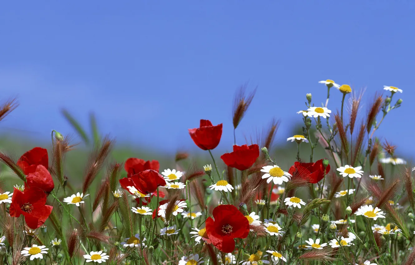 Фото обои лето, небо, трава, цветы, маки, ромашки, колосья