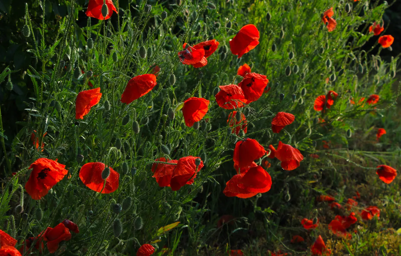 Фото обои red, flower, poppy