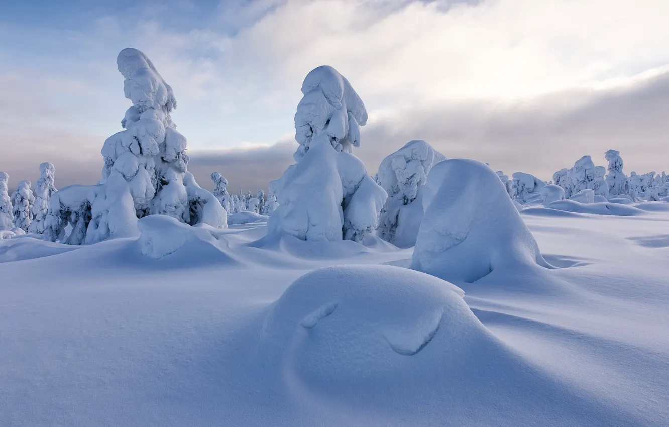 Фото обои зима, снег, деревья, сугробы, Финляндия, Finland, Lapland, Лапландия