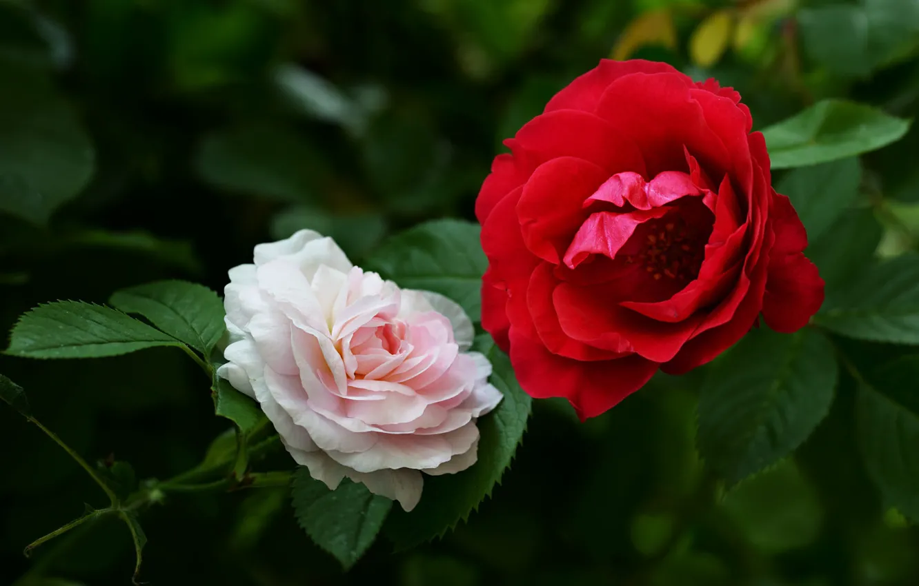 Фото обои листья, цветы, розы, сад, белая, дуэт, красная, две розы