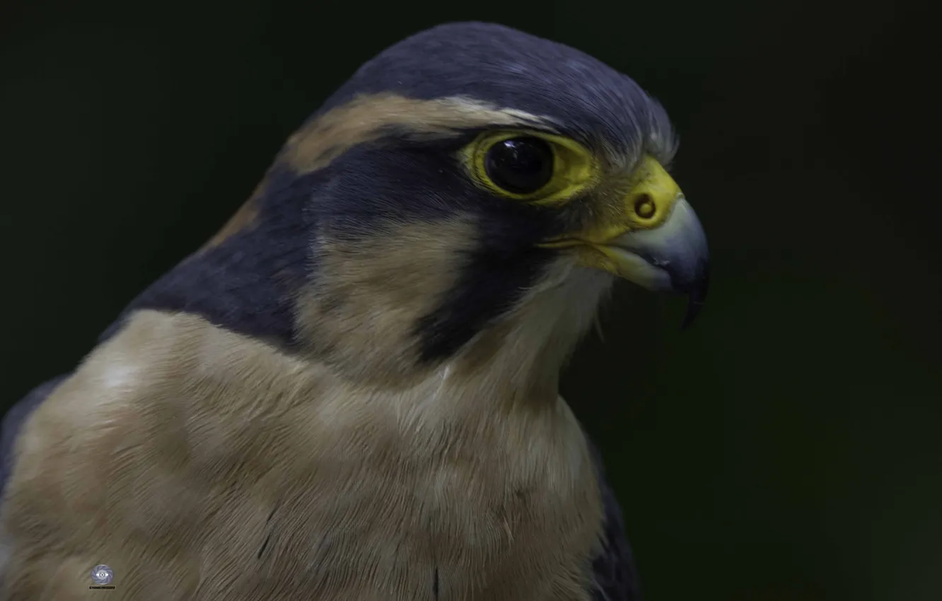 Фото обои клюв, Птица, Сокол, Черный фон, Ali Pashang, Aplomado falcon, Falco femoralis septentrionalis, Апломадо сокол