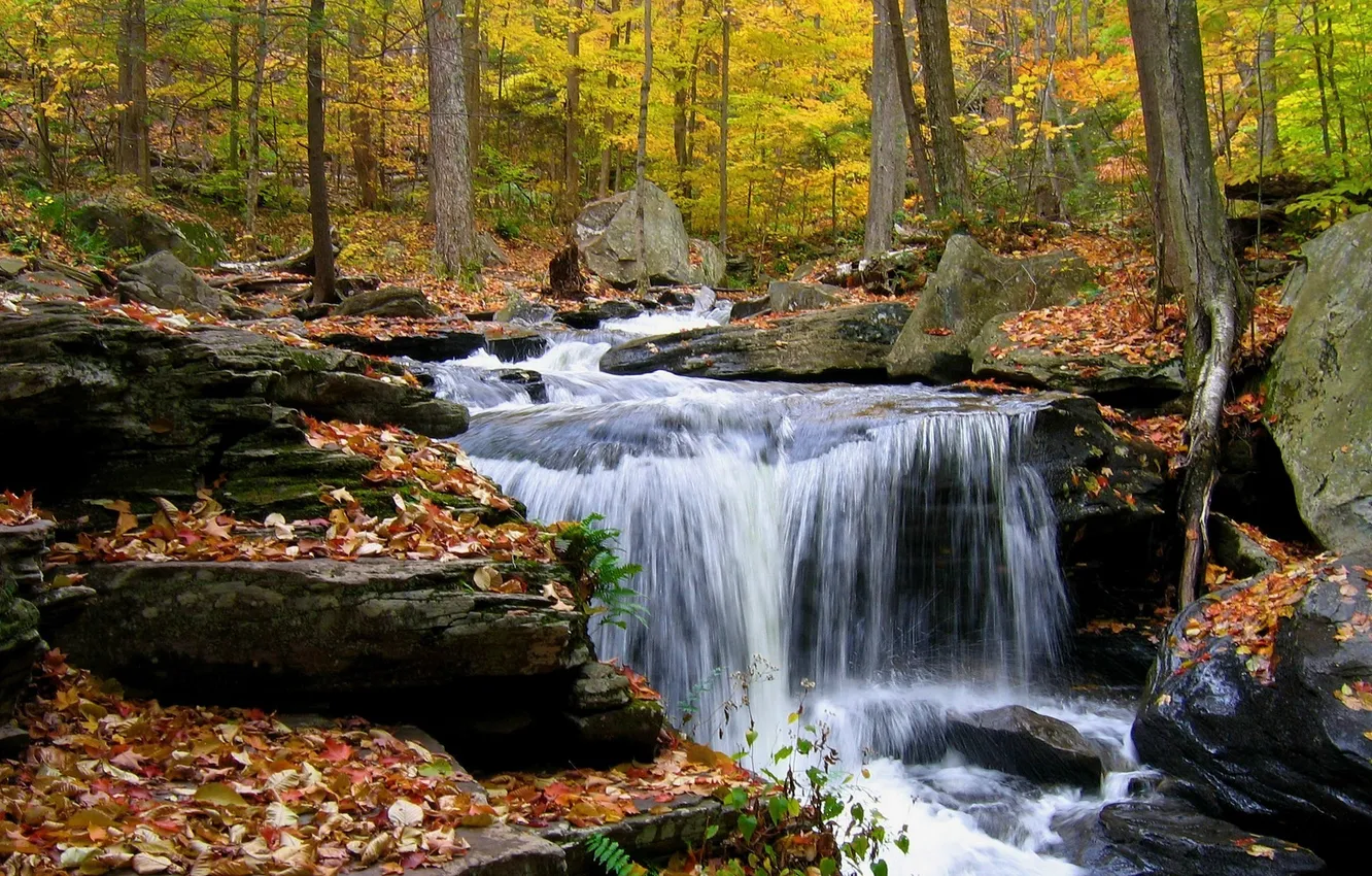 Фото обои осень, лес, листья, камни, водопад