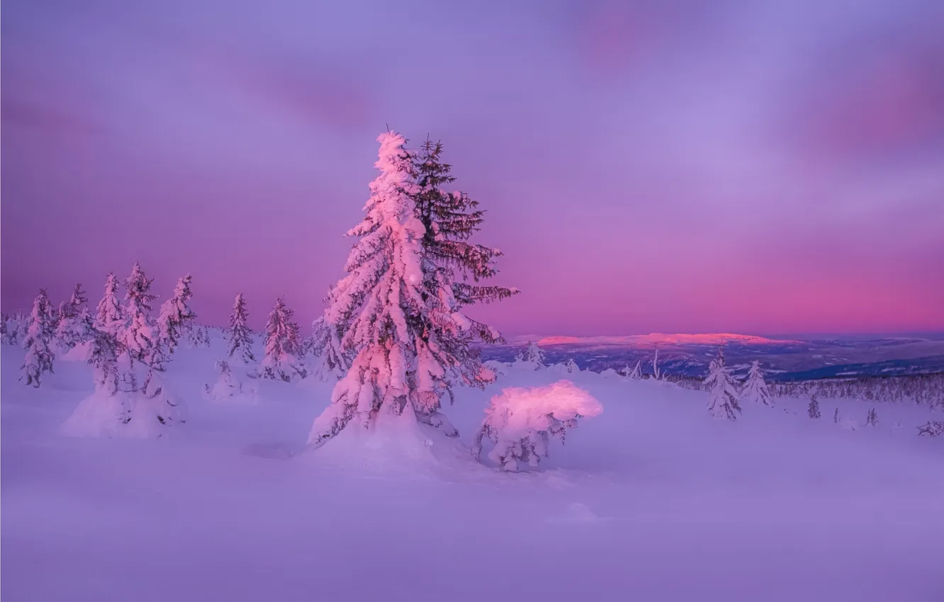 Фото обои зима, лес, снег, закат, природа
