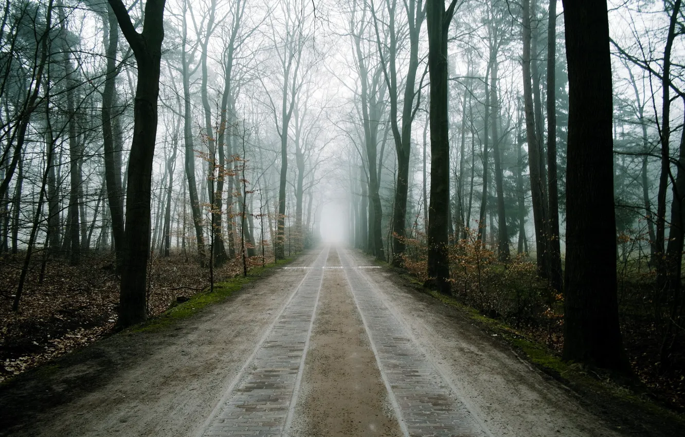 Фото обои дорога, лес, пейзаж, туман