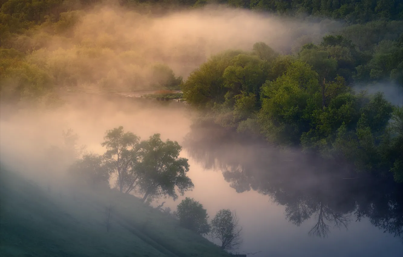 Фото обои деревья, туман, река, утро