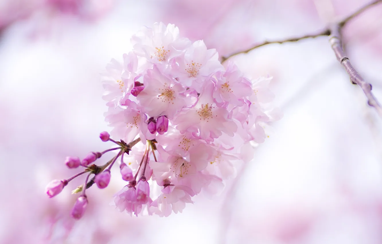 Фото обои макро, цветы, розовый, ветка, весна, сакура, цветение