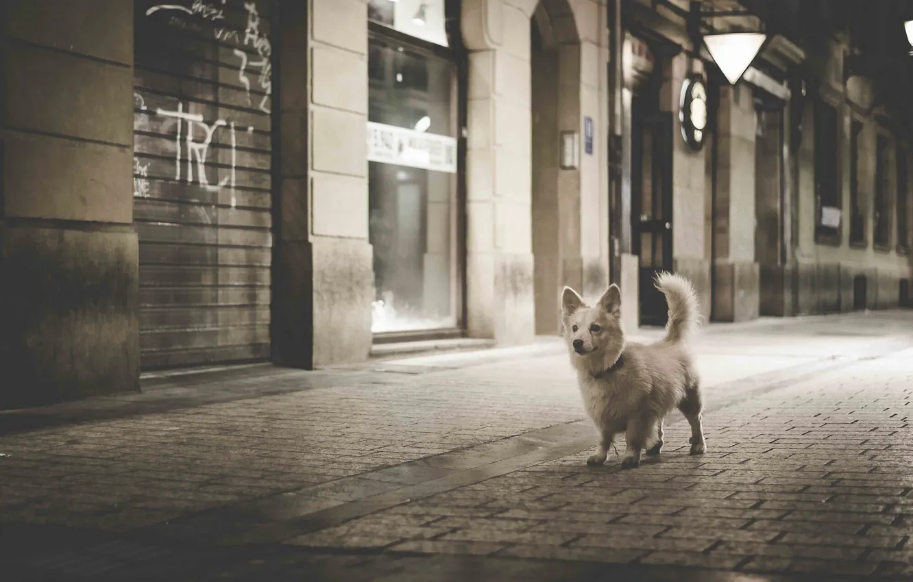 Фото обои собака, чёрно-белая, ночной город, мостовая, монохром, пёсик, прогулка по ночному городу