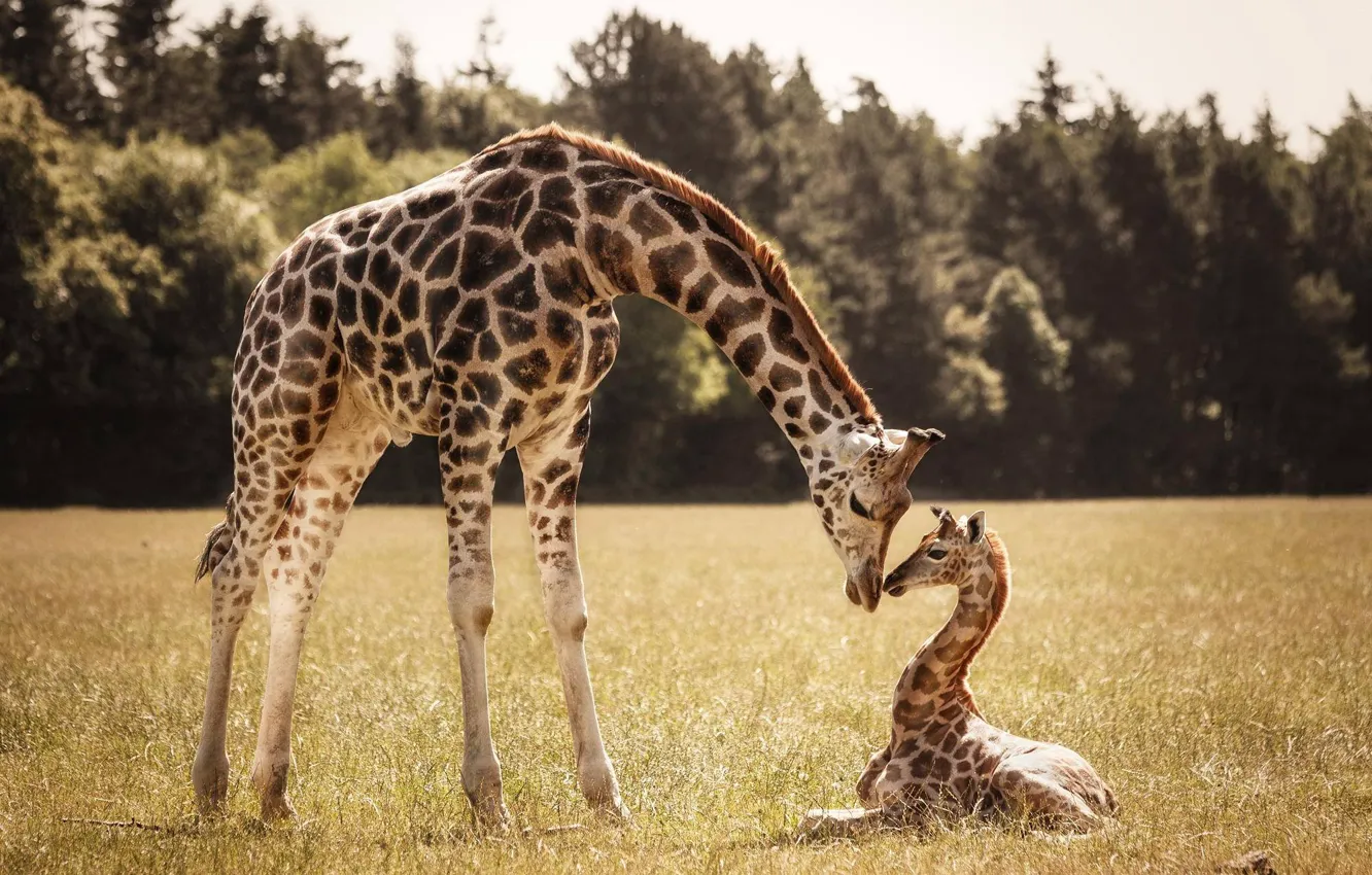 Фото обои жираф, жирафы, детеныш, мама