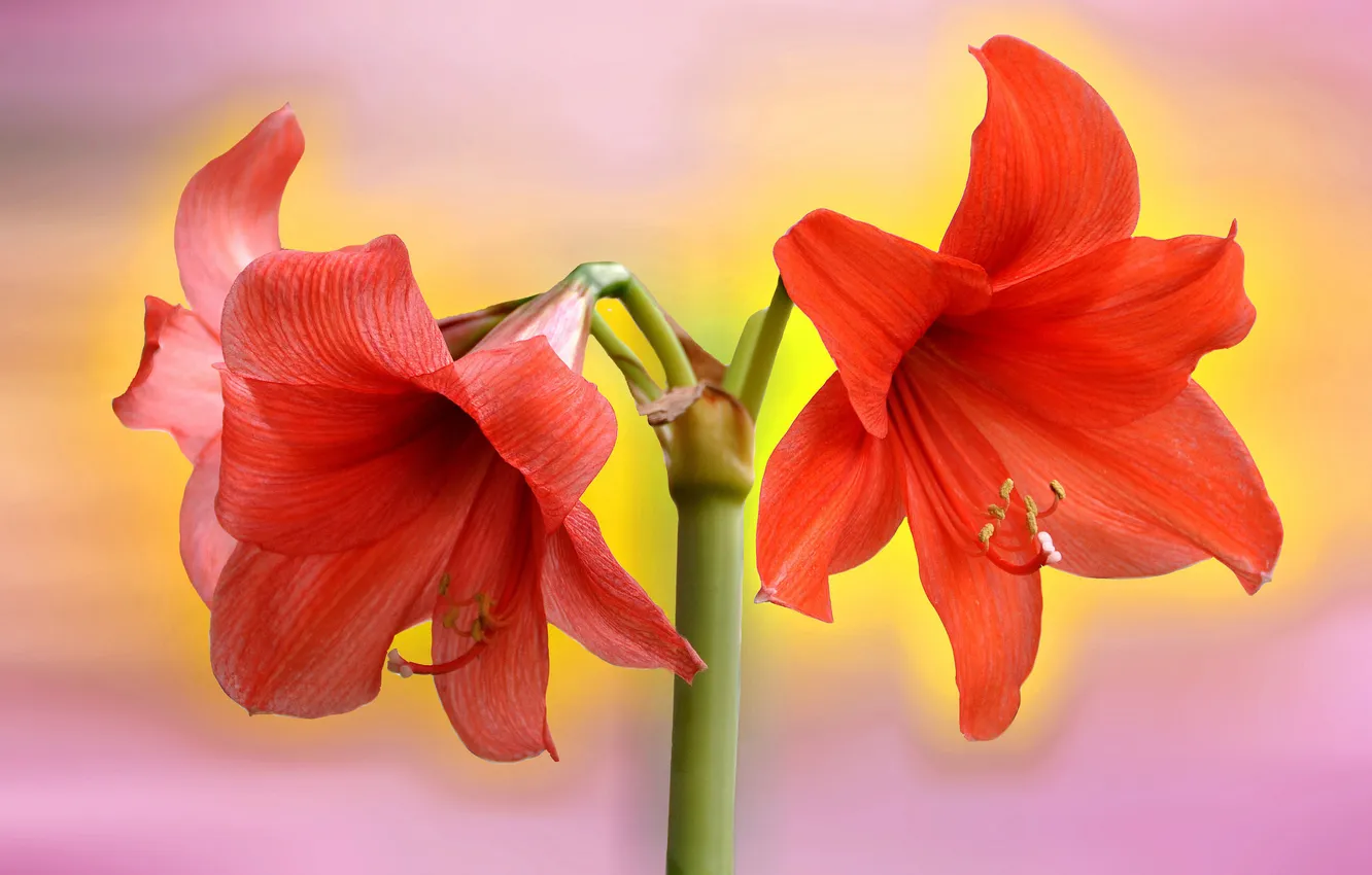 Фото обои цветы, красные, амариллис