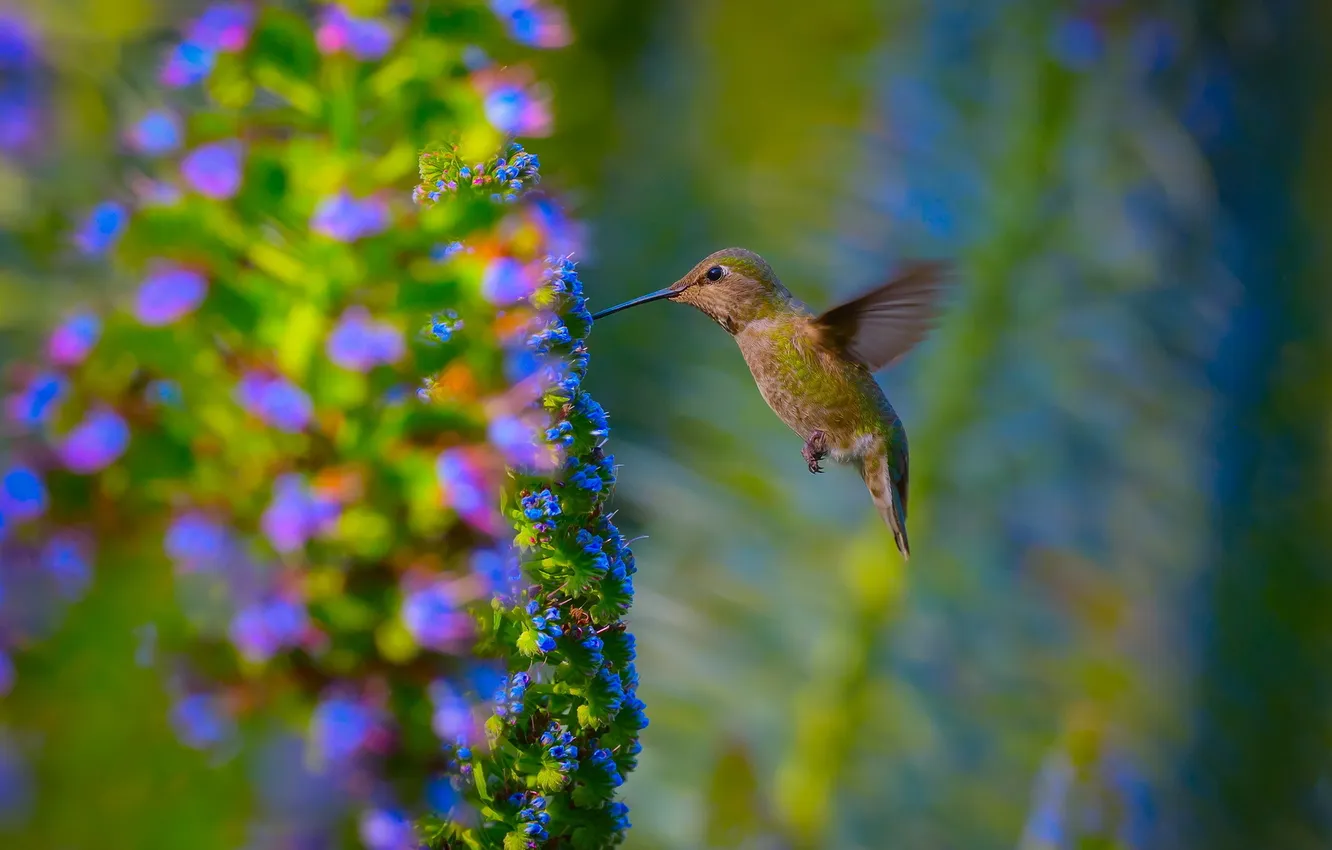 Фото обои природа, птица, Hummingbird, Garden