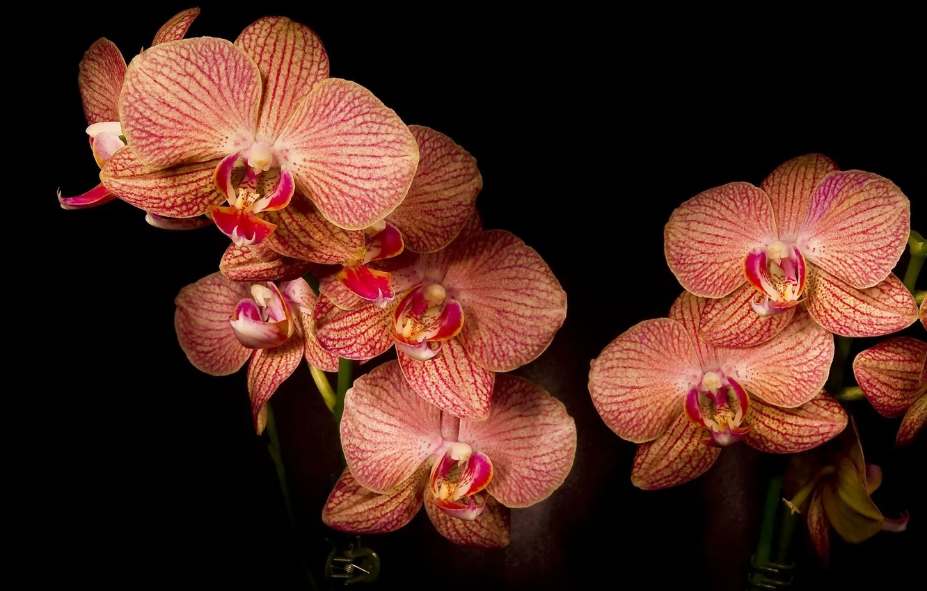 Фото обои цветы, лепестки, орхидеи