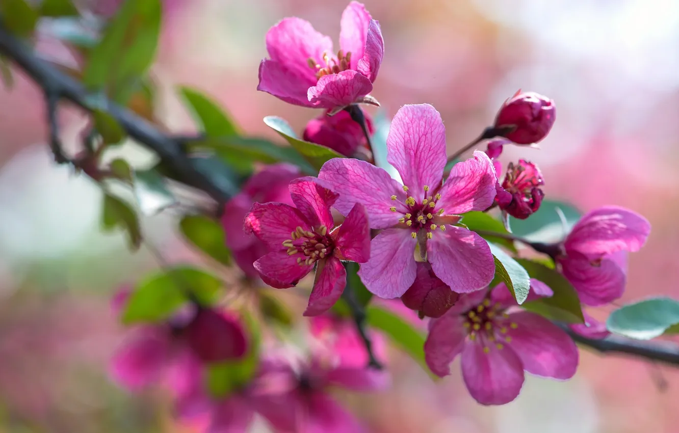 Фото обои макро, розовый, ветка, яблоня