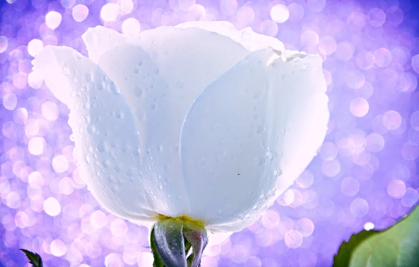 Фото обои цветок, вода, капли, свет, роса, роза, бутон, блик