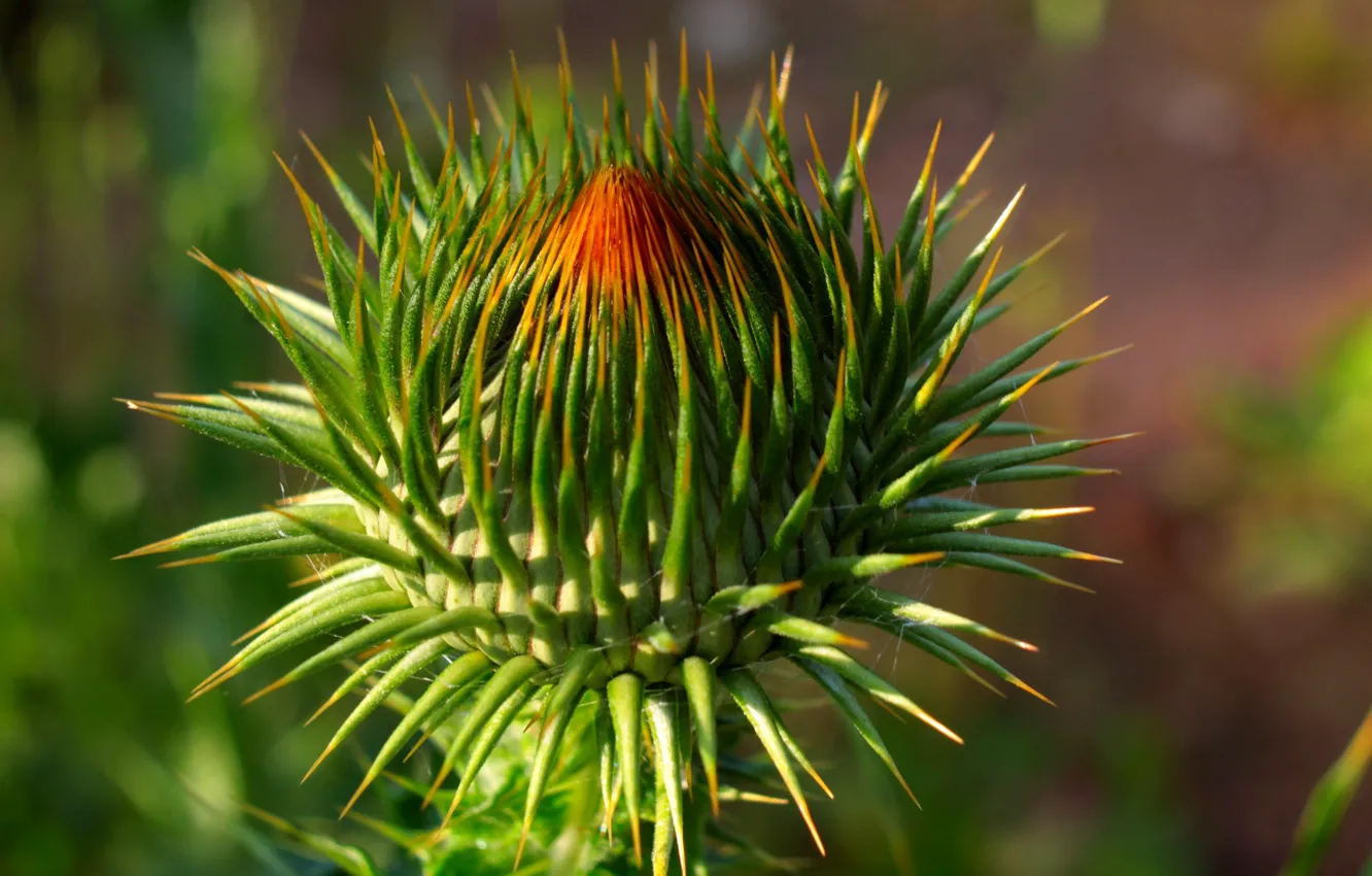 Растения на а. Spike Plant.